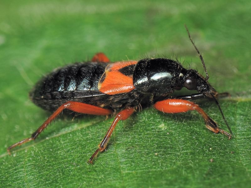 Prostemma guttula (Fabricius, 1787)